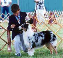 Hunter and Smudge in the breed ring