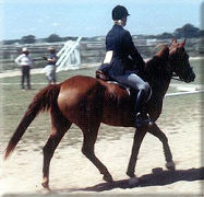 At a schooling show in '84