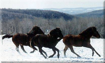 Yearlings enjoying the snow